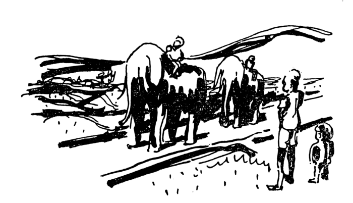 Line drawing of elephants travelling along a road